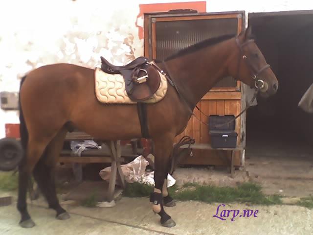 CALOT (19) - Kopie.jpg