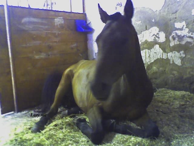CALOT (41) - Kopie.jpg