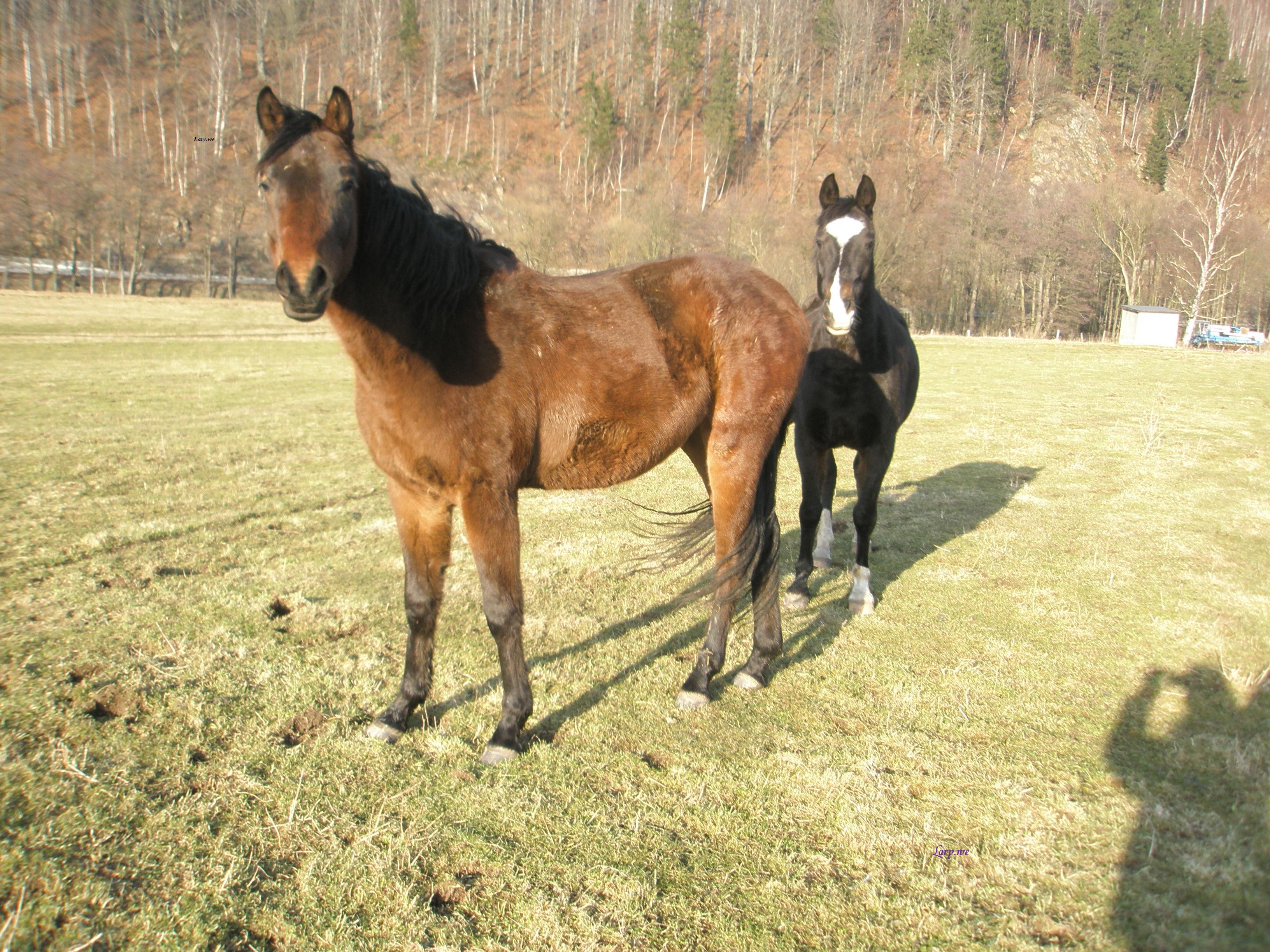CALOT (46) - Kopie.JPG