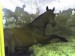 CALOT (43) - Kopie.jpg